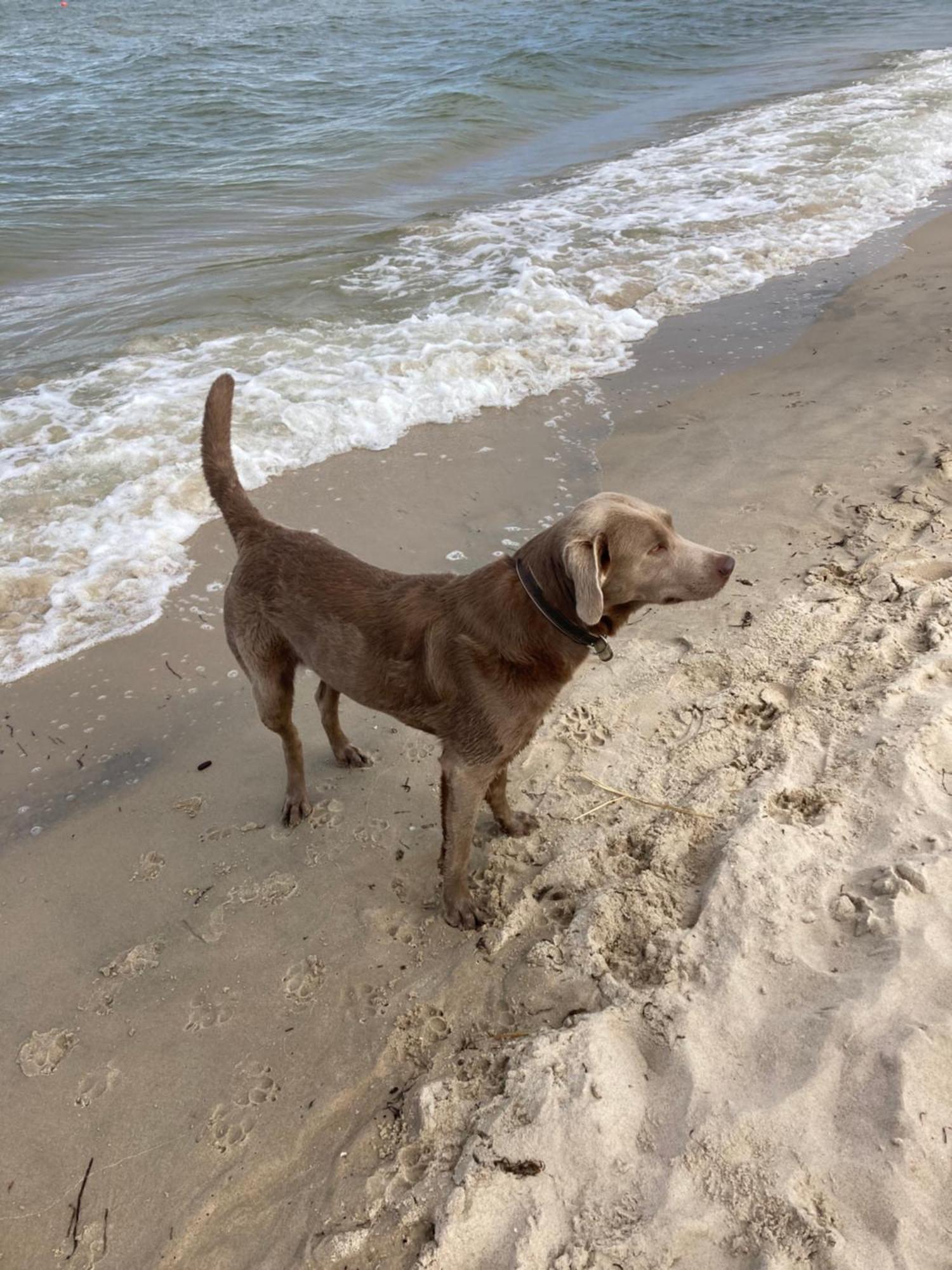 Reet Am Strand Mit Hund Karlshagen Eksteriør billede