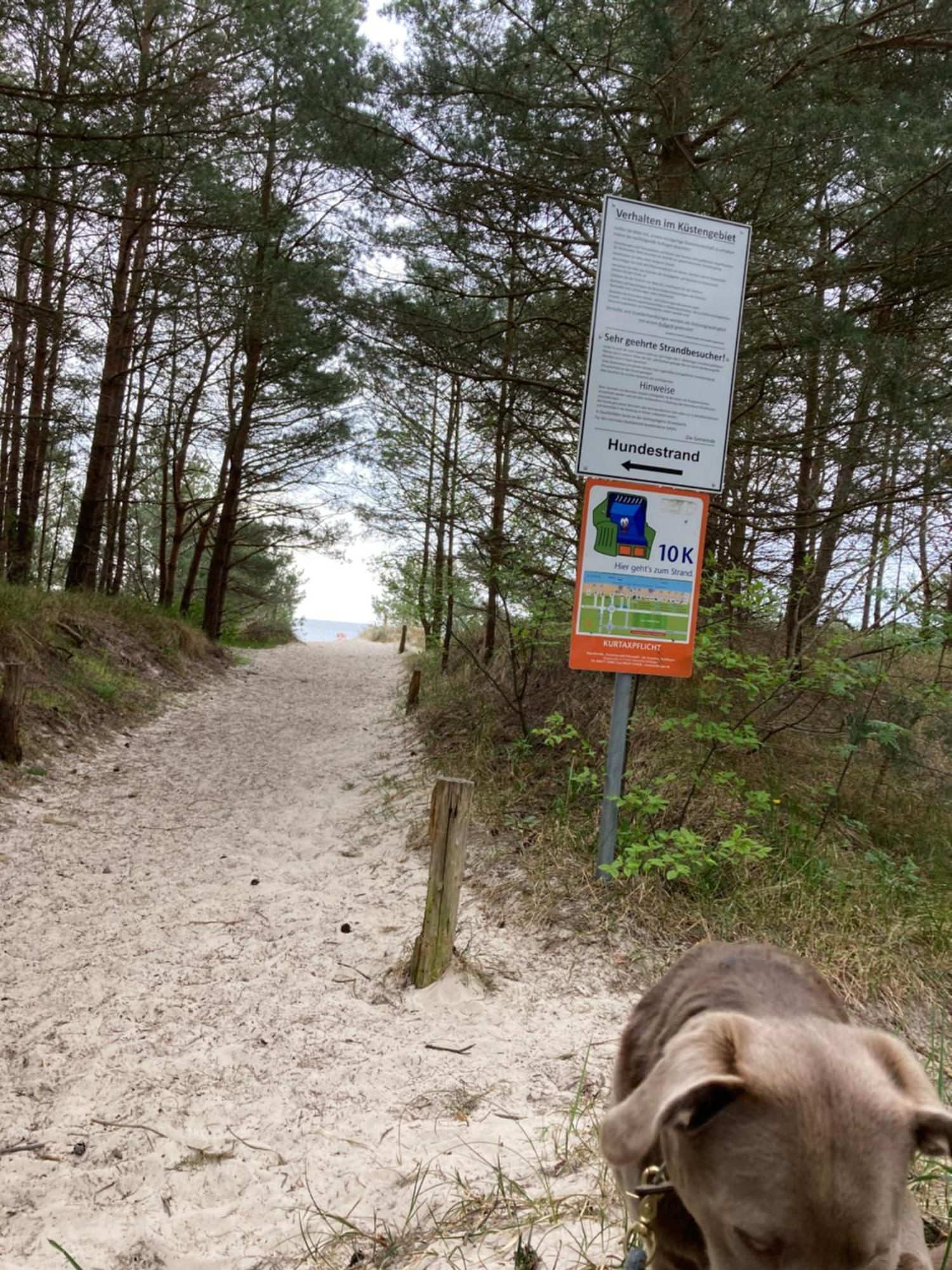 Reet Am Strand Mit Hund Karlshagen Eksteriør billede