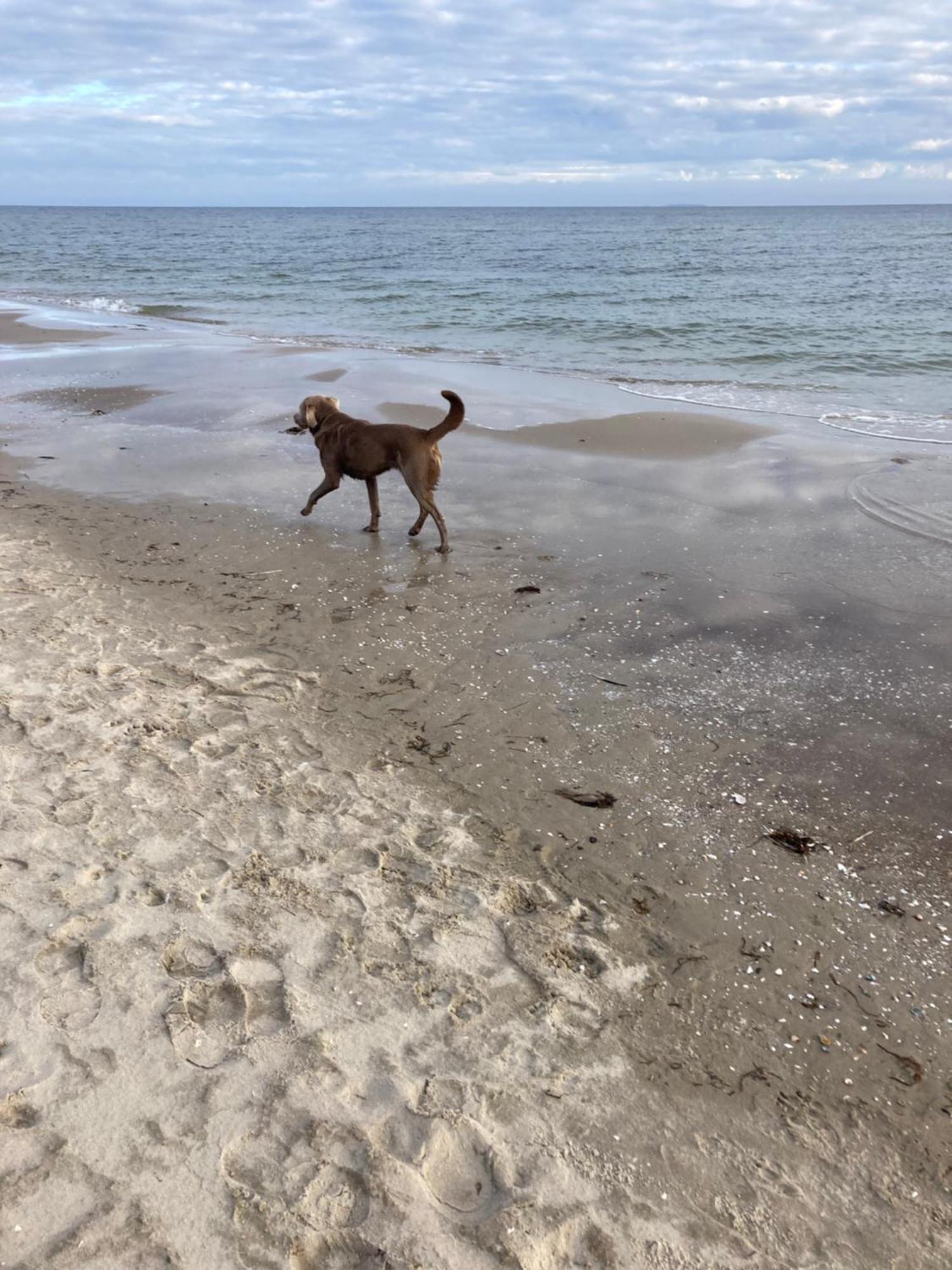 Reet Am Strand Mit Hund Karlshagen Eksteriør billede