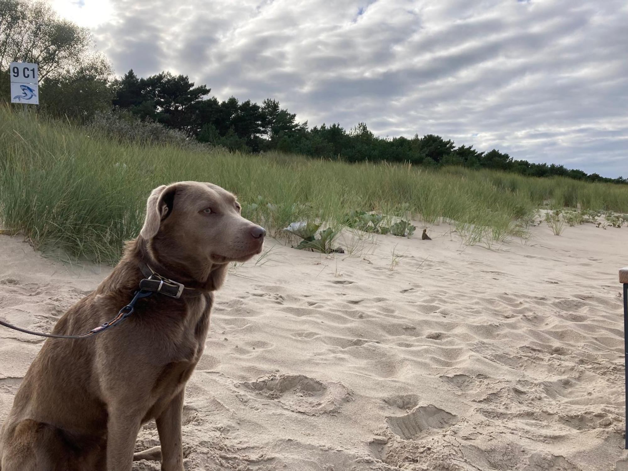 Reet Am Strand Mit Hund Karlshagen Eksteriør billede