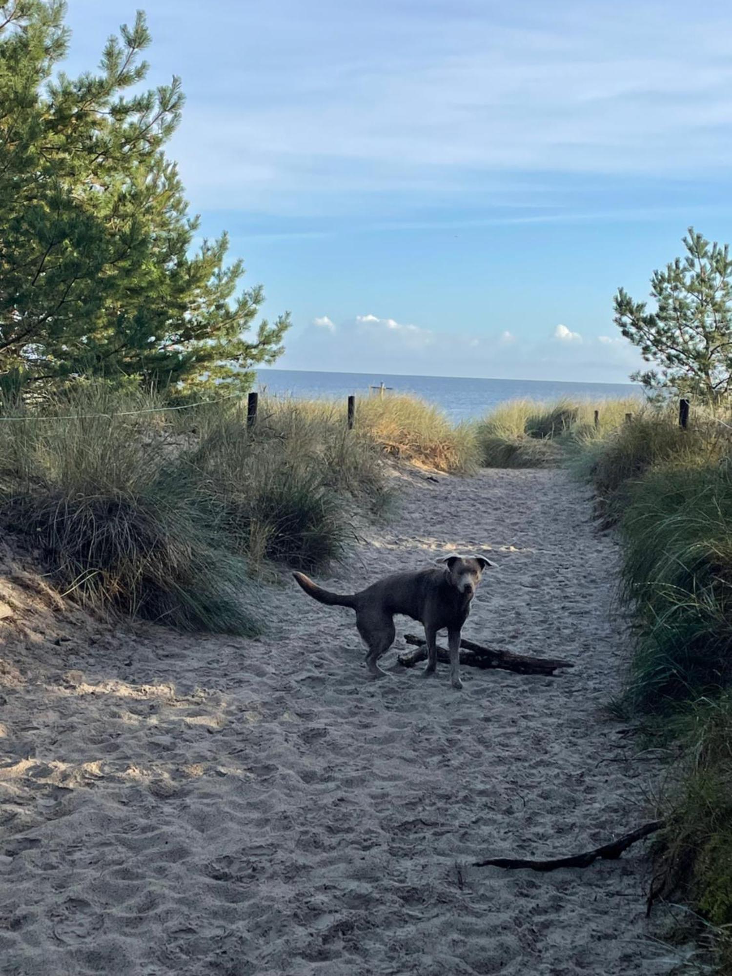 Reet Am Strand Mit Hund Karlshagen Eksteriør billede